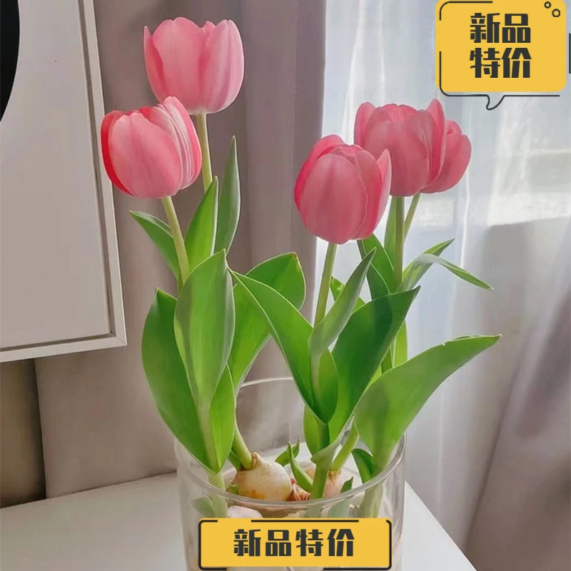 郁金香大种球水培进口荷兰花卉好养活盆栽绿植室内植物花园开花