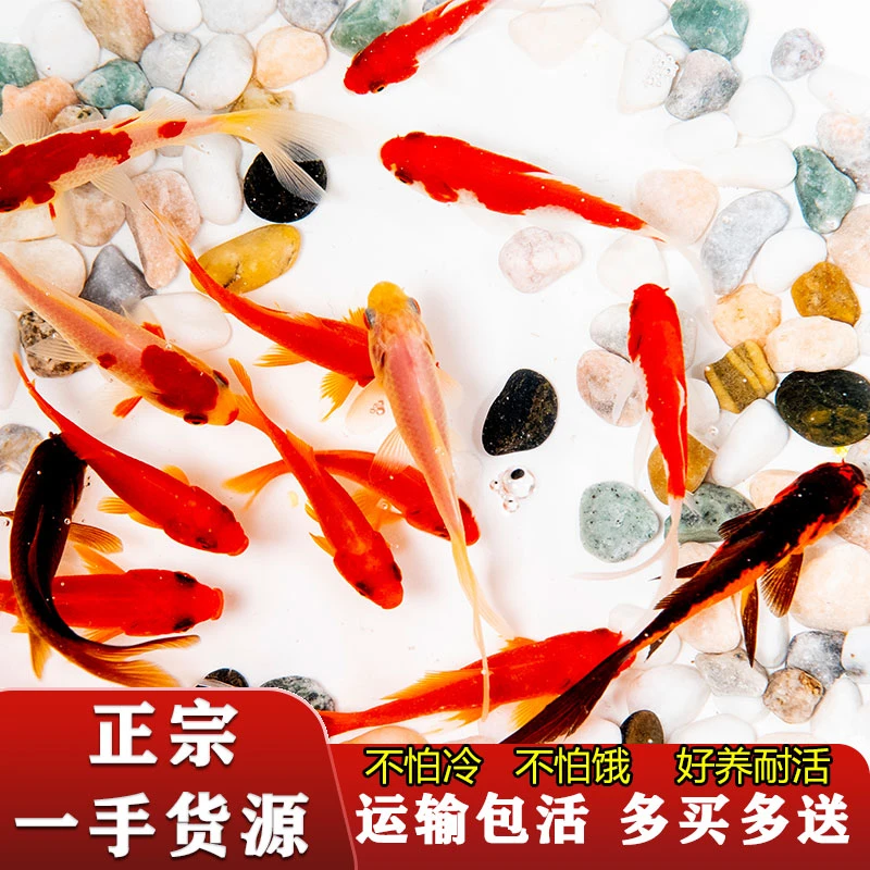 鱼苗观赏鱼小金鱼活鱼草金鱼招财淡水冷水观赏鱼镇耐寒锦鲤活鱼