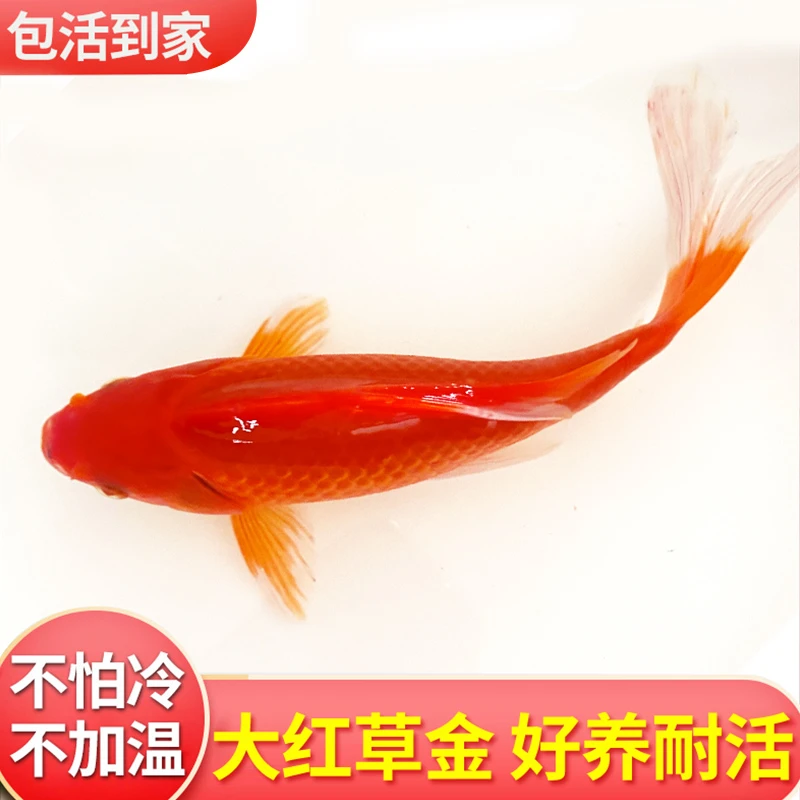 长尾大红草金鱼好养耐活淡水鱼冷水鱼观赏鱼活体短尾小金鱼锦鲫活