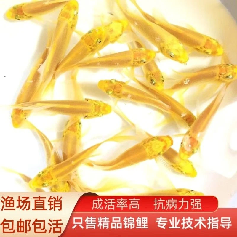 黄金龙凤锦鲤鱼观赏鱼好养耐活淡水鱼黄金锦鲤黑白黄锦鲤冷水鱼苗