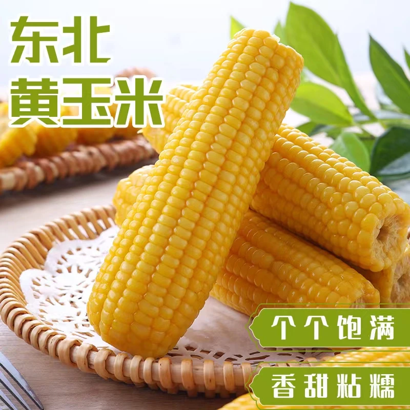 筑梦农10根东北黄糯玉米营养真空包装新鲜玉米即食营养甜糯食用