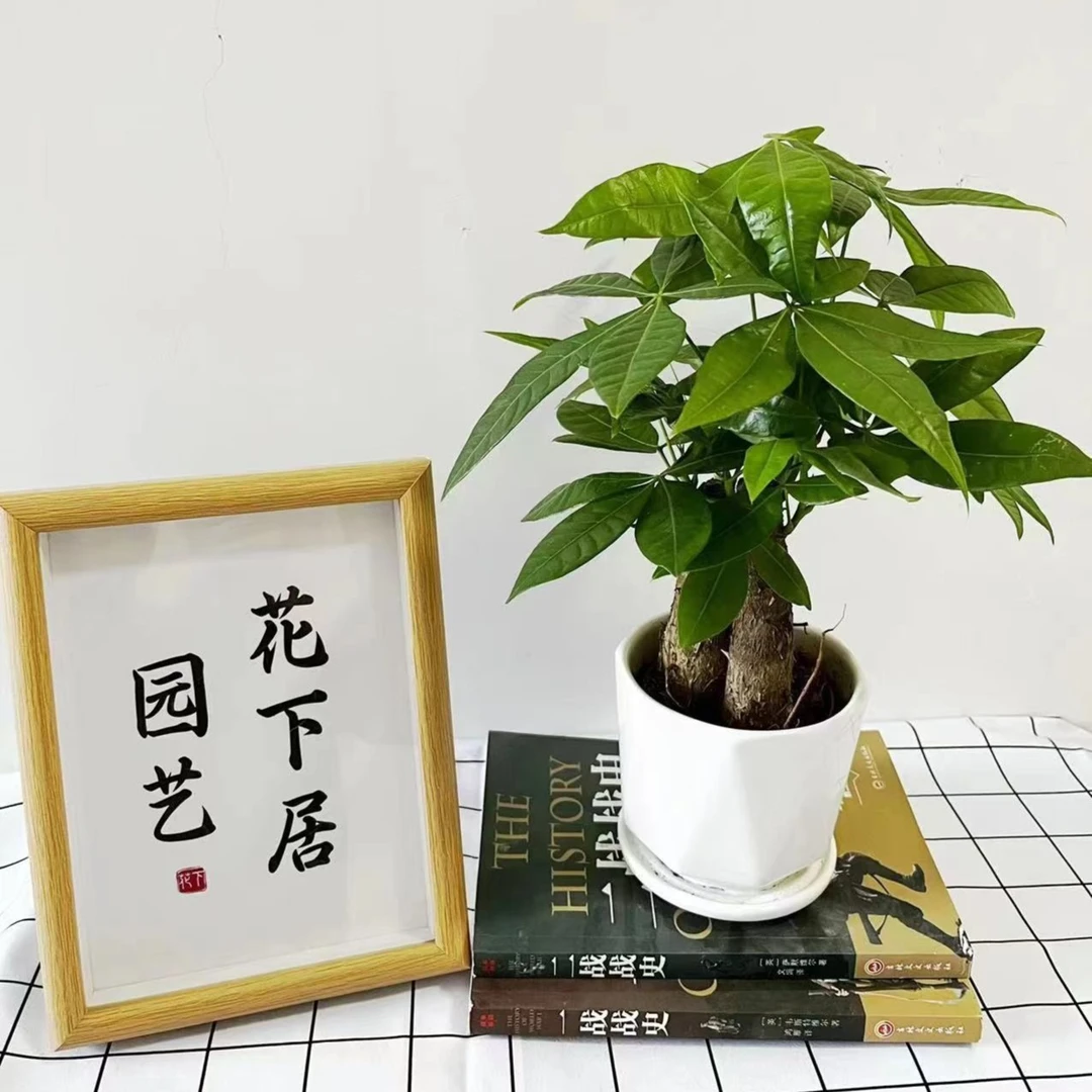 三杆发财树盆栽步步高招财水培植物室内客厅桌面小型花卉净化空气