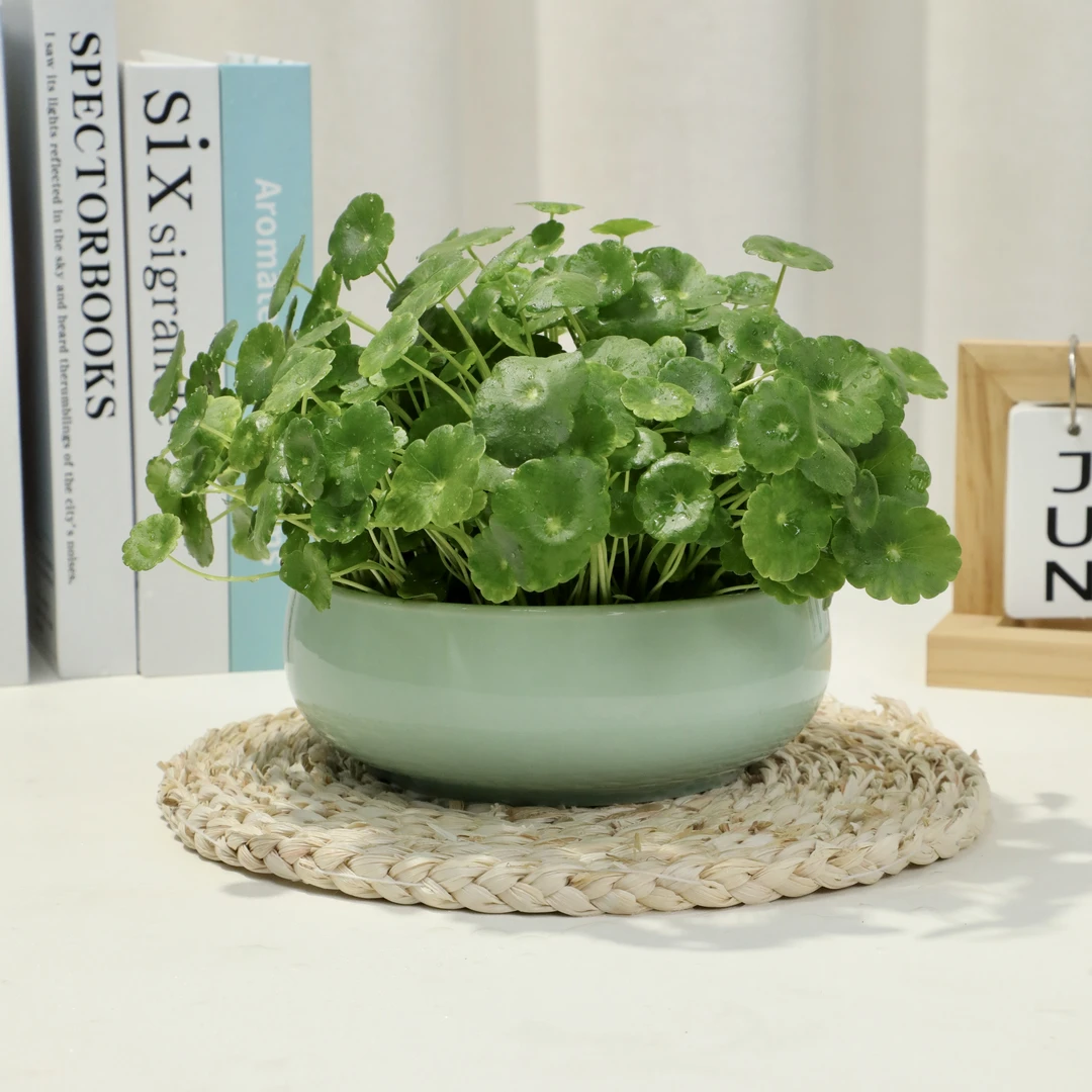 铜钱草植物盆栽室内水培带叶桌面盆景金钱草吸甲醛办公绿植水养