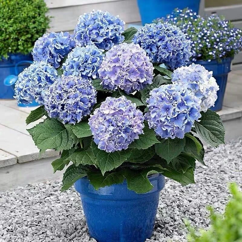 绣球花苗无尽夏四季开花绣球花盆栽庭院好养的花卉植物