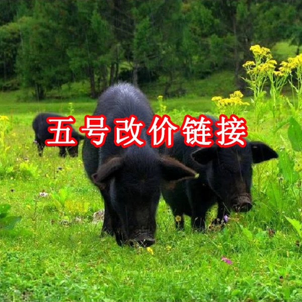 【五号改价链接】一生态放养跑山猪  藏香猪  人参猪  现场称重