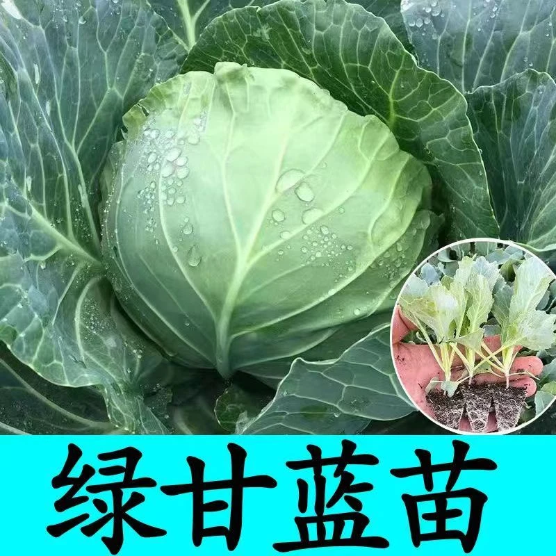 绿甘蓝苗紫甘蓝包心菜苗种籽高产大田种植卷心菜大头菜盆栽苗包活