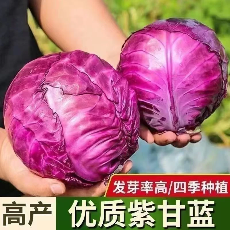 紫甘蓝种苗秧苗秋季带土穴盘阳台庭院种植紫包菜应季高产耐寒