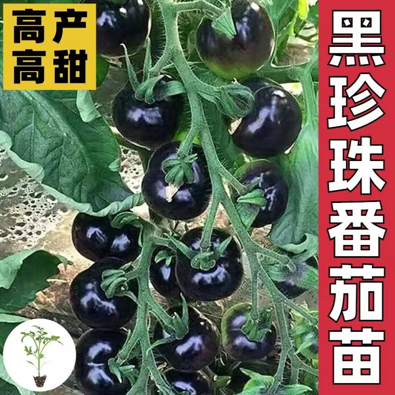 黑珍珠番茄苗秧苗糖水炸弹圣女果苗种子黑钻小番茄西红柿苗四季盆