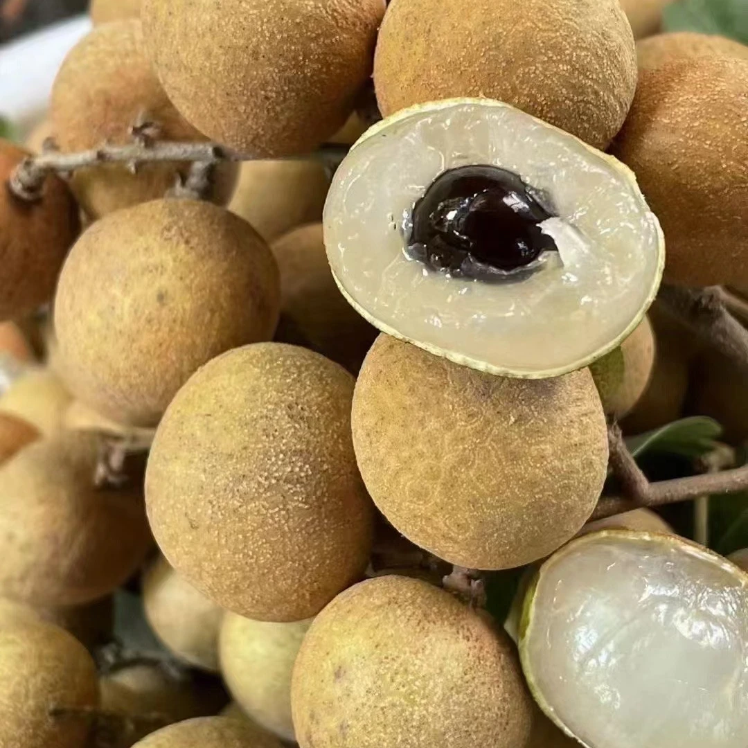 新鲜现摘广东高州老树储良龙眼5斤顺丰包邮