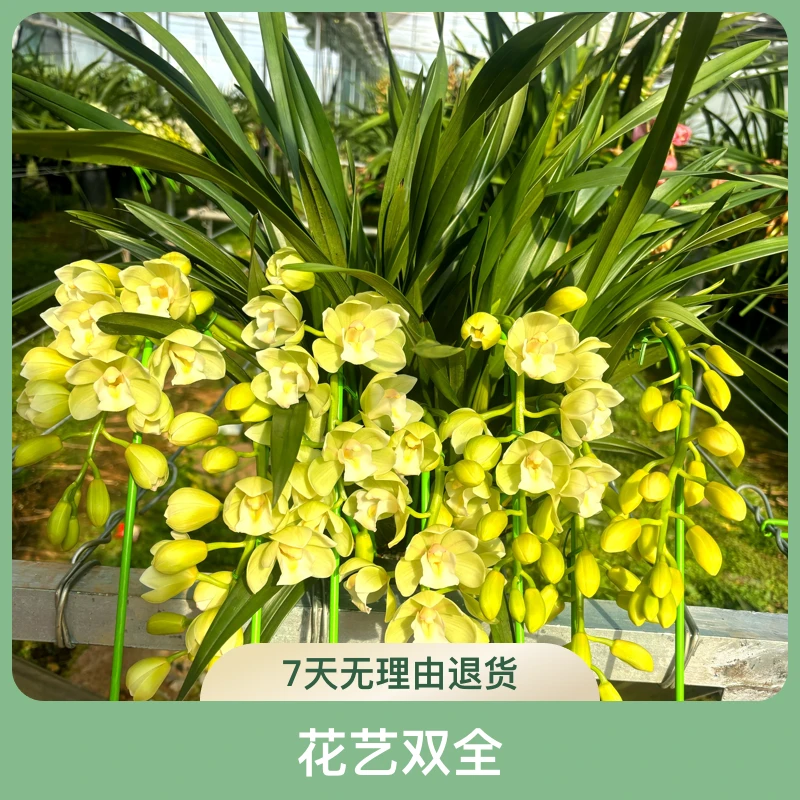 JINGLAN/景兰[景兰花卉]白玉香兰多枝花剑（消苞不售后，介意勿拍）
