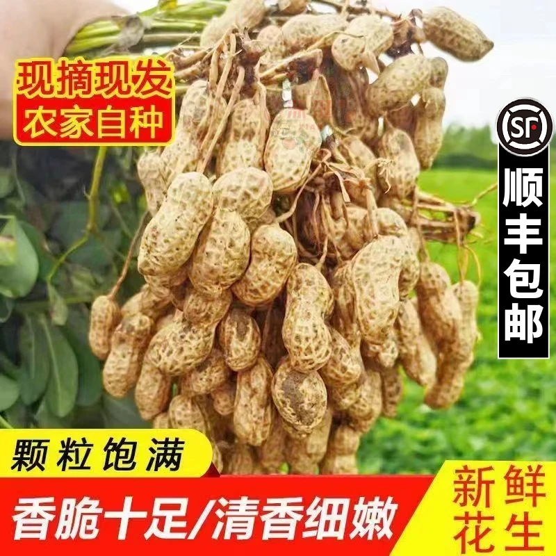 （顺丰包邮）2024年新鲜湿花生现挖现发带壳花生粉红皮花生5/10斤装