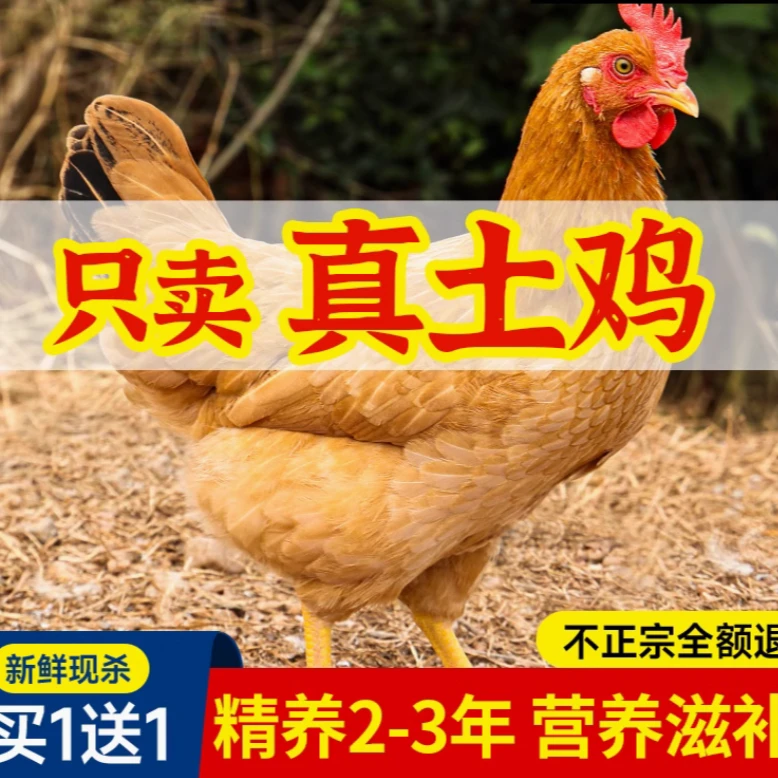 买一只赠一只两年以上黄油老母鸡现杀现发