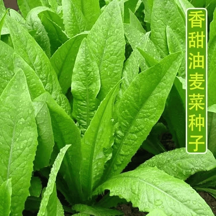 【全店满5包包邮】油麦菜种子四季播青菜种籽仔菜籽盆栽籽种蔬菜