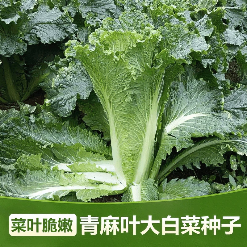 【全店满5包包邮】天津青麻叶白菜种子直筒形秋季绿大青麻叶大白