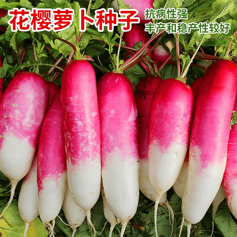 【全店满5包包邮】花樱萝卜种子白肉甜脆一点红水萝卜种籽大田阳