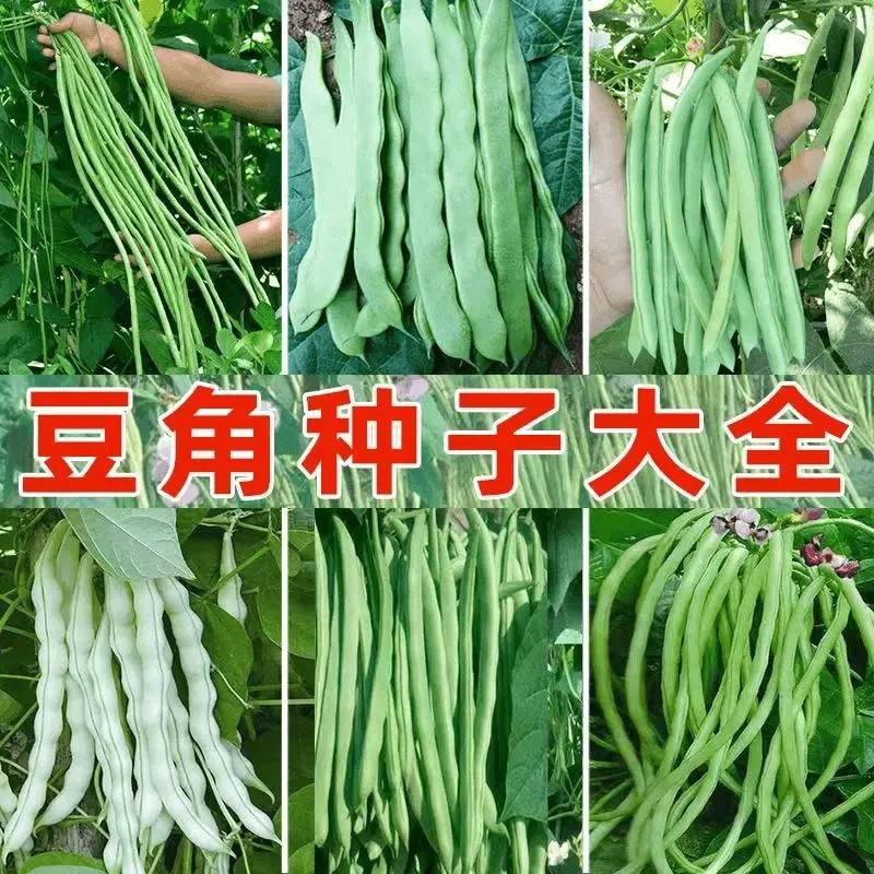 【全店满5元包邮】豆角四季豆种子大全 阳台小院 原厂包装 家庭种植