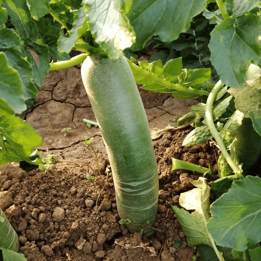 【全店满5包包邮】潍县青萝卜种子天津沙窝萝卜四季播里外青蔬菜