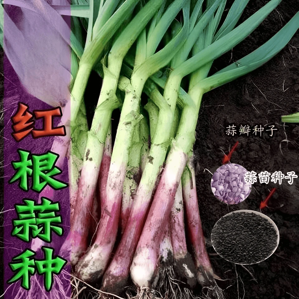 四季宽叶蒜苗红头香蒜种子蒜头硬叶蒜苗种子秋冬阳台泡沫箱种植