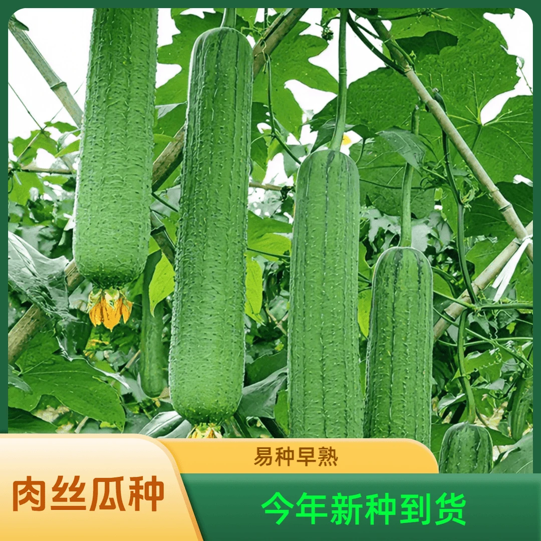 【全店满5包包邮】肉丝瓜种子早熟丝瓜种子当季阳台小院易种植简单