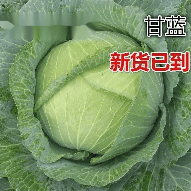 【全店满5包包邮】京丰一号甘蓝种子耐高温阳台耐热孑包菜种子农