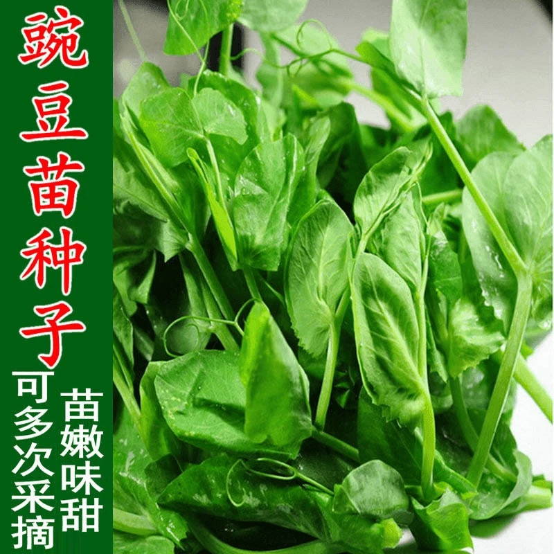 【全店满5包包邮】无须豌豆苗种子豌豆尖种子四季易种阳台盆栽芽
