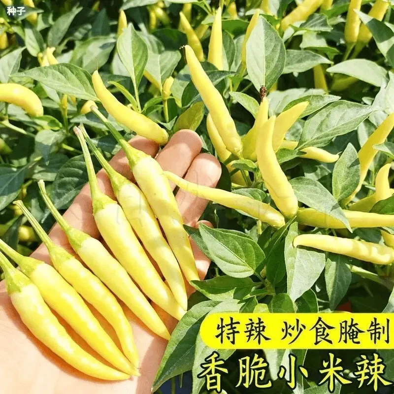 【全店满5包包邮】新种早熟野生黄朝天泡椒种子高产抗病小米椒