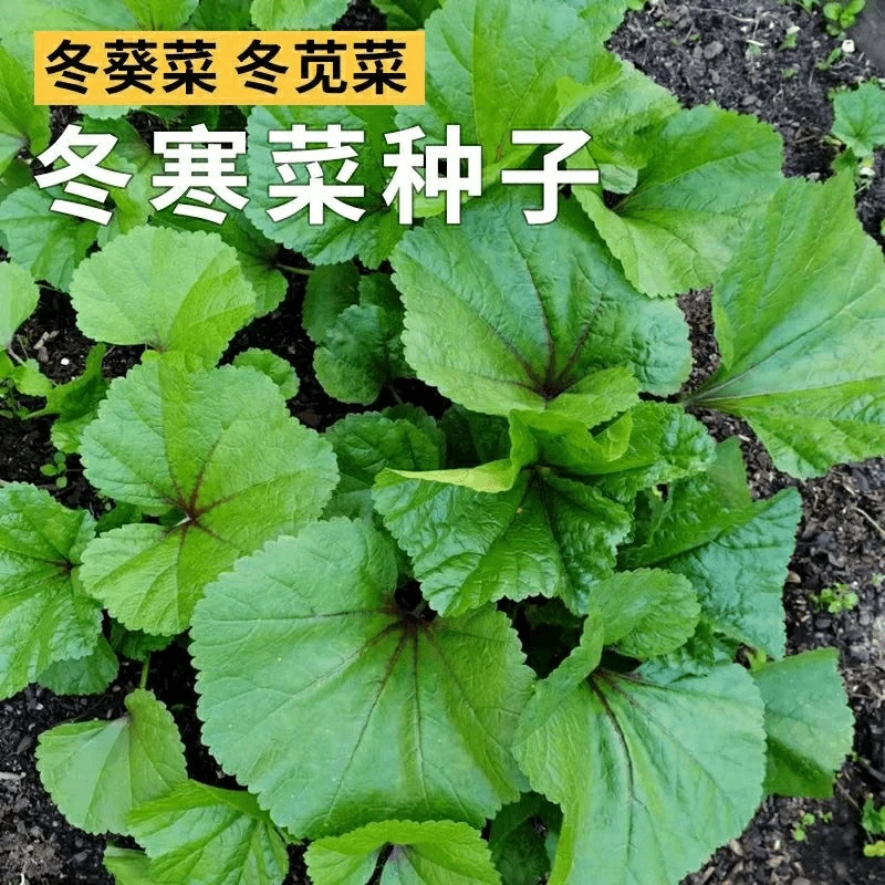 【全店满5包包邮】冬寒菜种子多次采收糯米冬寒菜春秋易种阳台盆