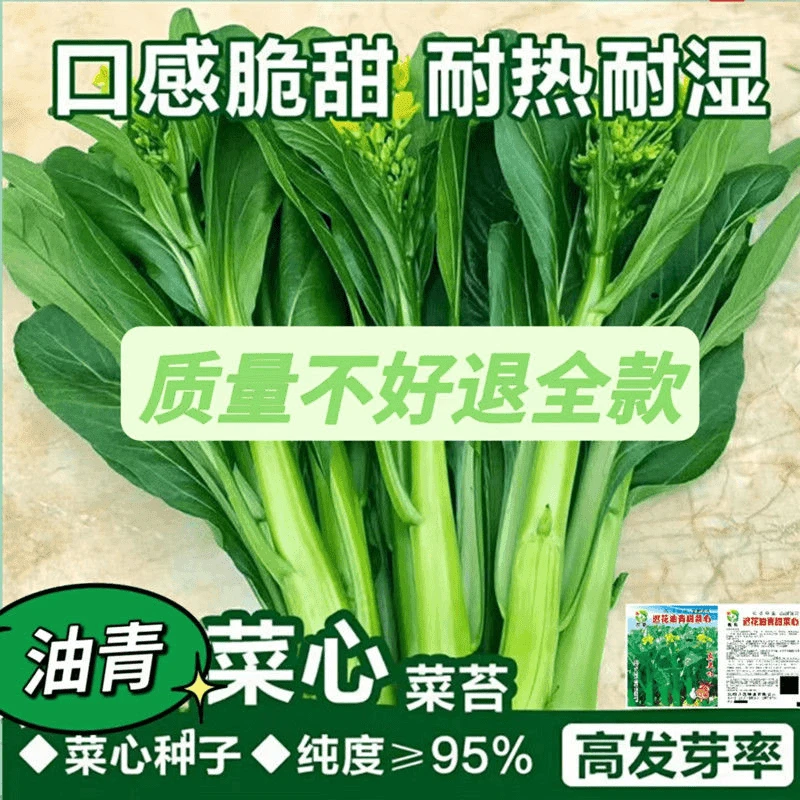 【全店满5包包邮】60天油青甜菜心种子早熟耐高温春秋四季超甜菜