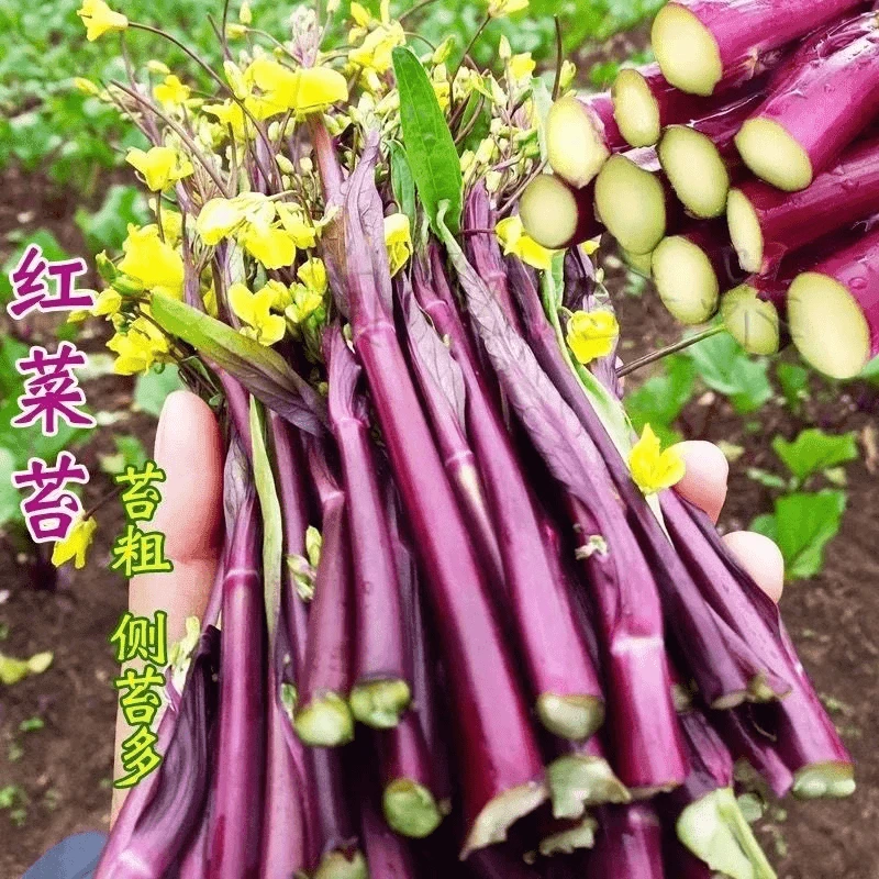【全店满5包包邮】红菜苔种子红菜心紫菜油菜芯籽抗病简单易种盆