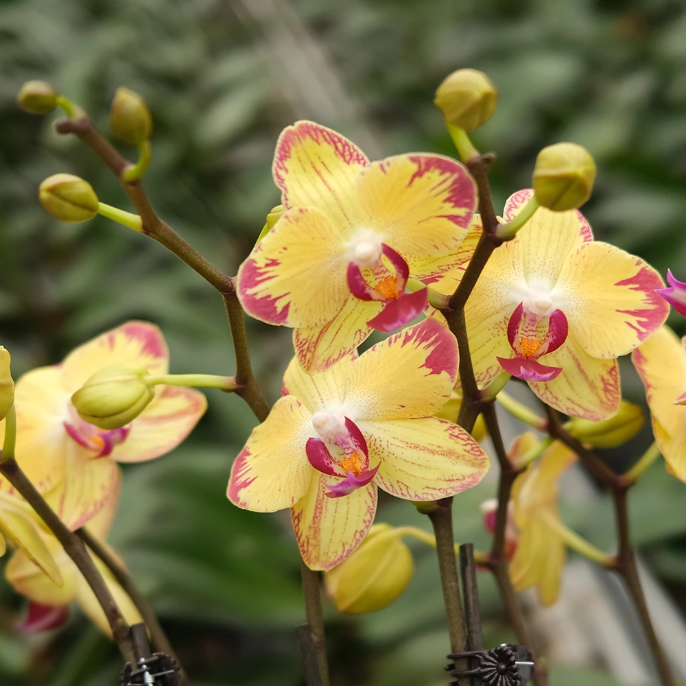 【欧品系列】 爸爸加油   蝴蝶兰名贵品种  1.7寸杯不带花剑