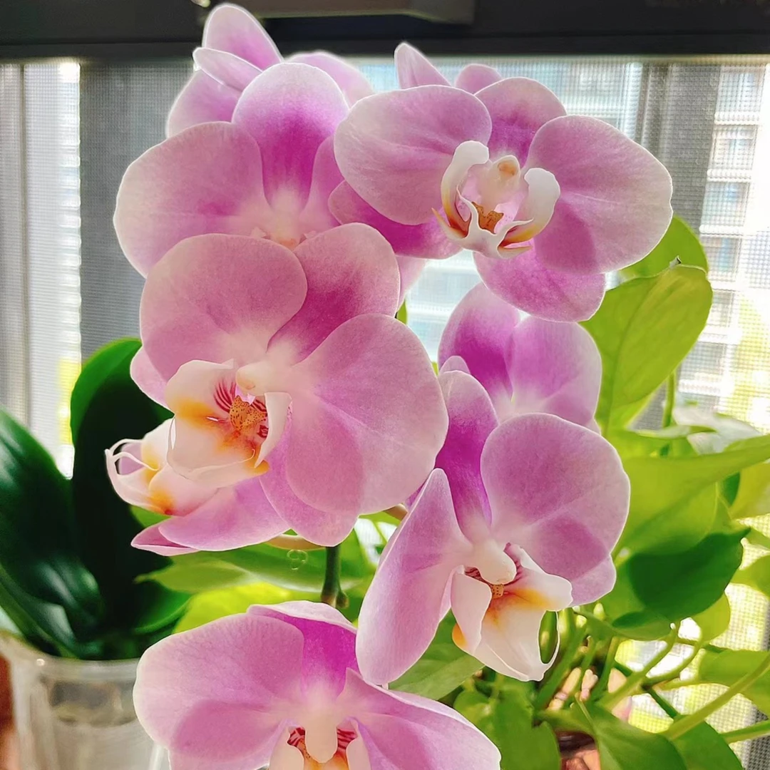大花优雅蝴蝶兰盆栽带花剑