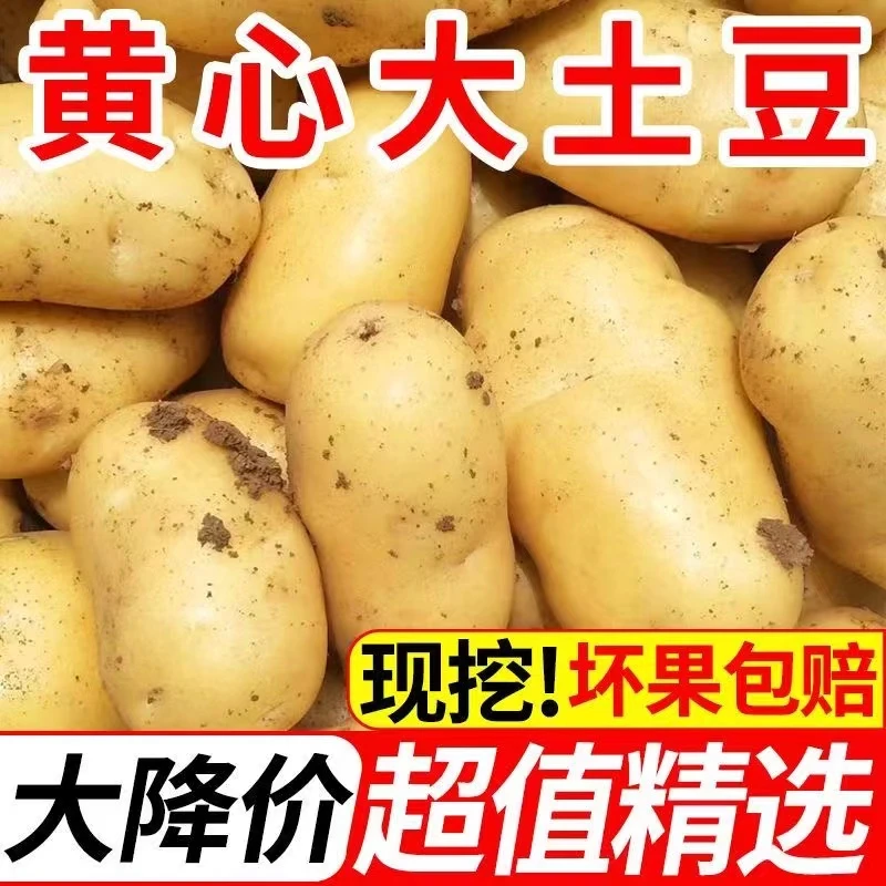张家口新鲜优质中大土豆5黄皮黄心当季土豆农家蔬菜2.5/0.5kg细腻