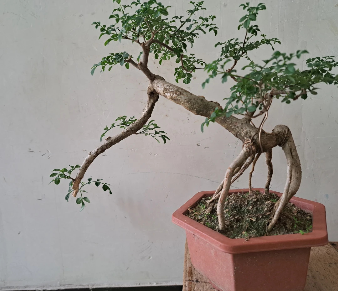 岭南技法 对节白腊 根艺