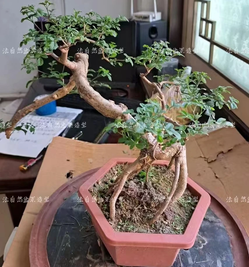 岭南技发 对节白腊