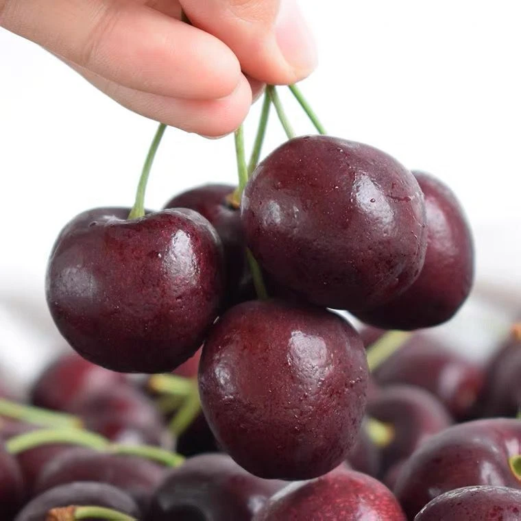 【顺丰速发】空运车厘子黑珍珠1/2/3/5斤J/JJ/JJJ级 内附果径卡