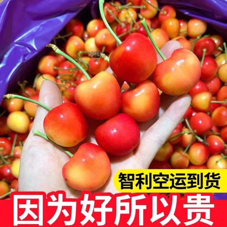 智利进口黄金车厘子雷尼尔大樱桃肉厚多汁新鲜应季水果礼盒送礼