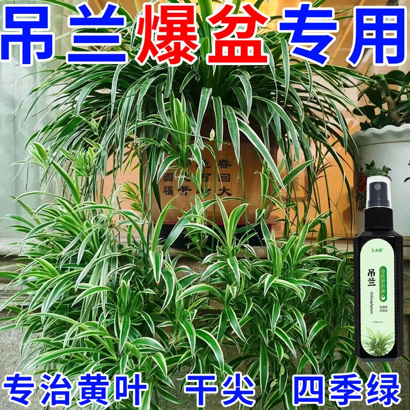 吊兰营养液专用防黄叶干尖枯萎爆新芽促生长烂根叶面有机液体肥
