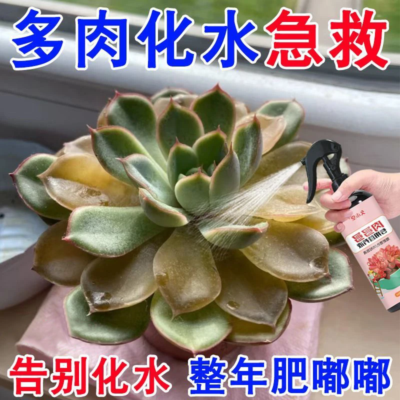 急救】多肉营养液肉多多营养液蔫软黑腐化水增肥增色生根爆芽