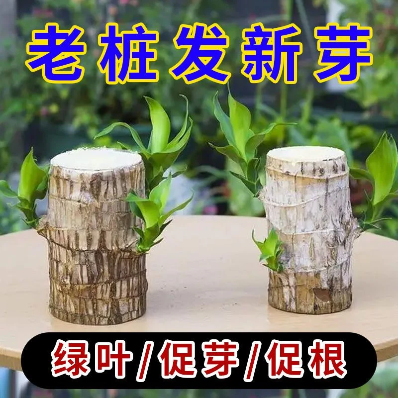 巴西木营养液【急救黄叶】水培植物营养液治黄叶病烂根专用肥料