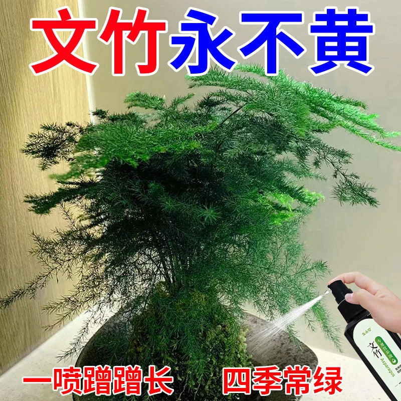 【四季常绿】文竹营养液专用肥治叶子发黄干尖枯瘦烂根落叶促生长