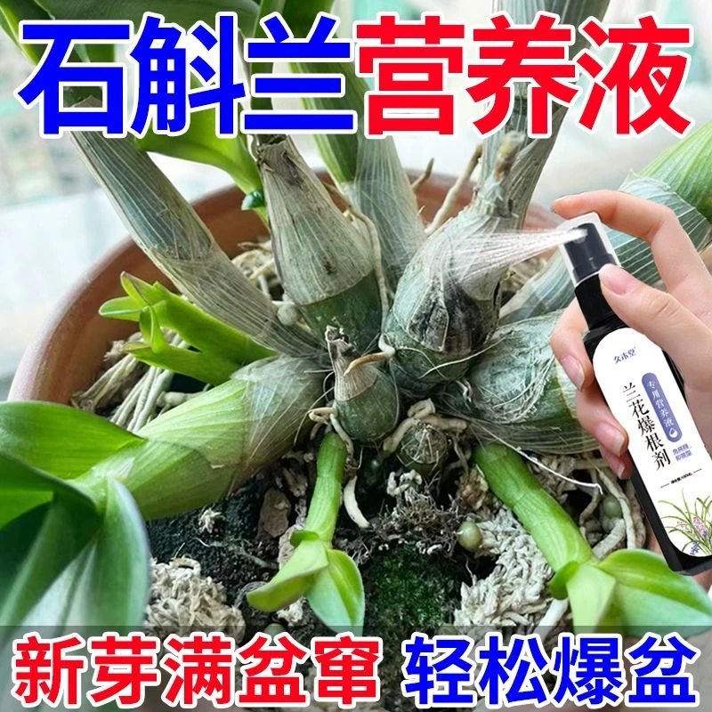【猛窜新芽】石斛兰营养液铁皮石斛专用肥料生根壮苗催花盆栽花肥