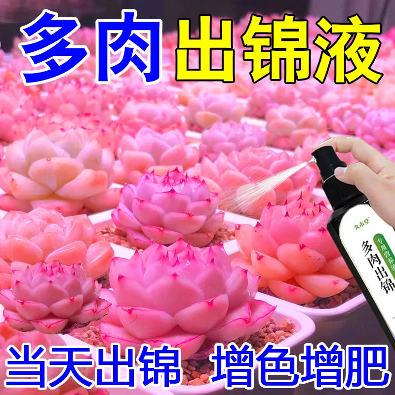 【见效快】多肉出锦药水金枝玉叶变色药专用营养液增红变色剂爆芽