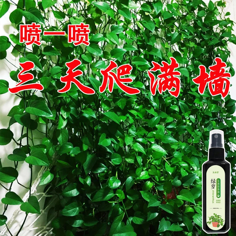 【爬满墙】绿萝专用肥营养液活力素预防黄叶烂根快速长新芽植物土