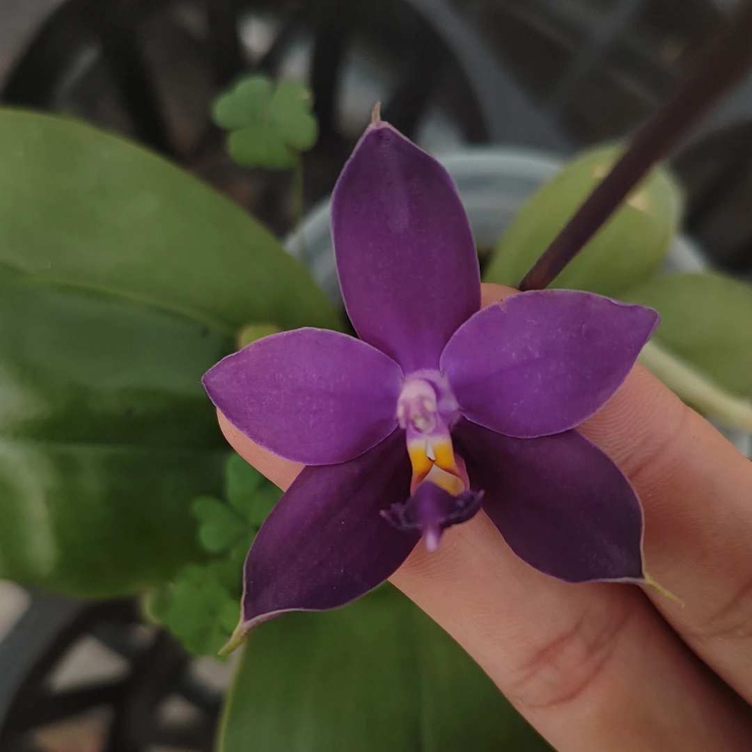 蝴蝶兰原生种3.5杯诺曼的蓝色珍妮佛