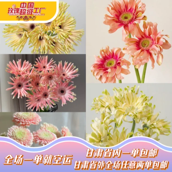 自产非洲菊弗朗花10枝装