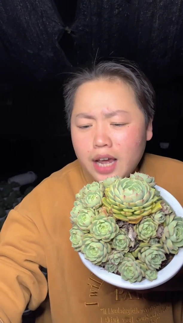 【闪购商品】21苯巴蒂斯多头大群8.99