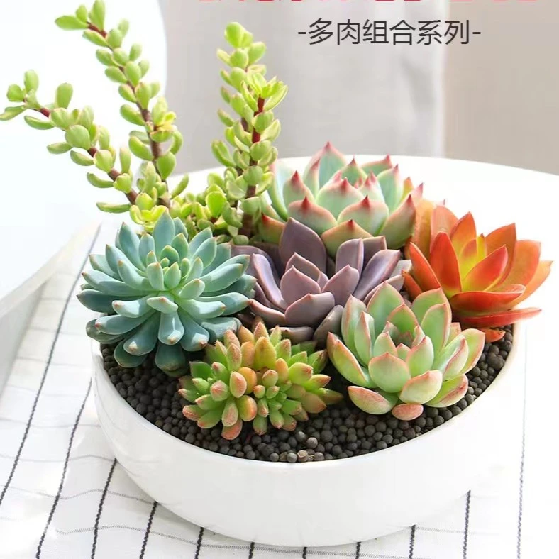 多肉植物    1号直播综合链接   以直播间展示为准