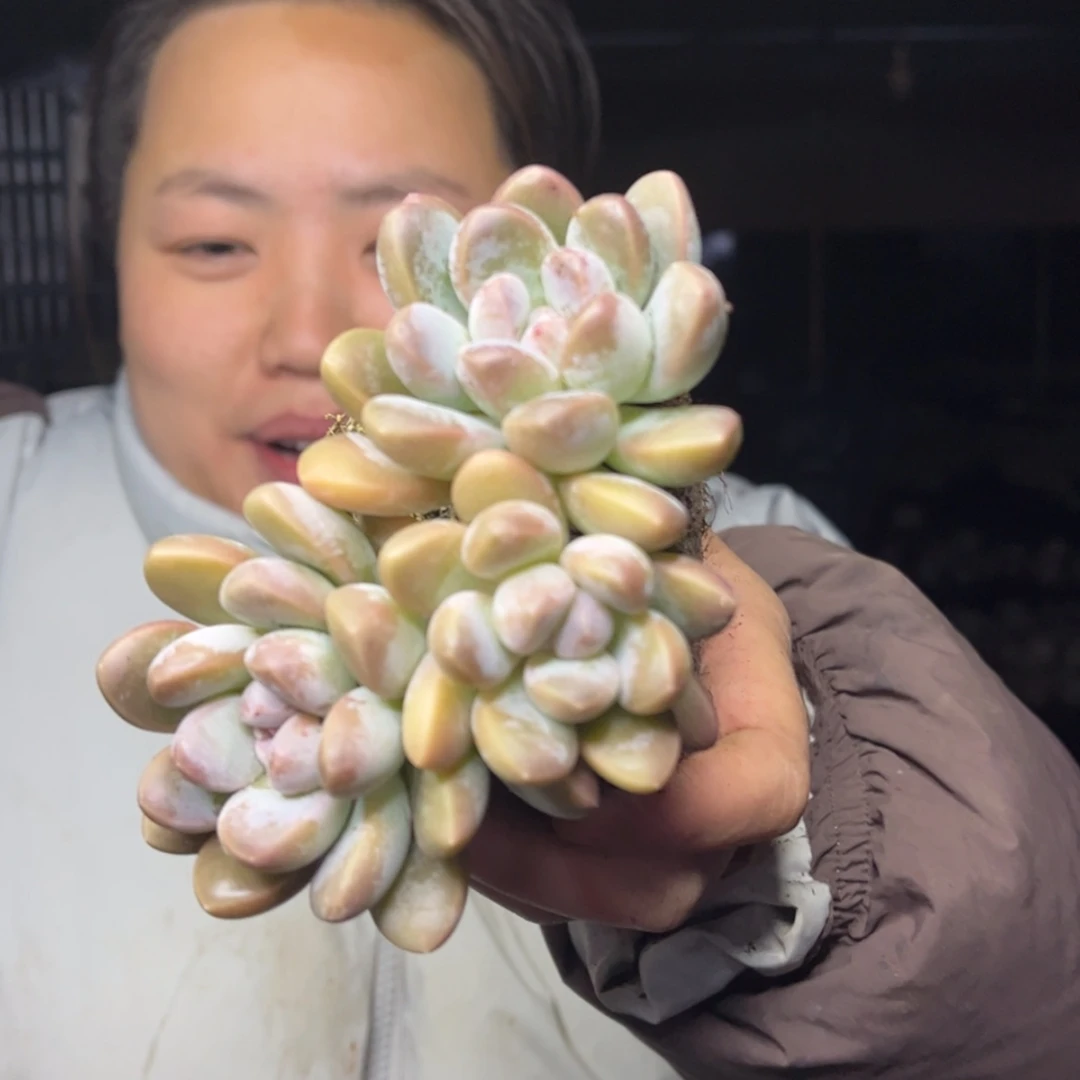 【闪购商品】12.25-160香玉