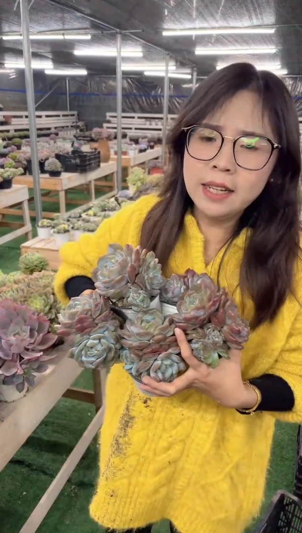 【闪购商品】4-多头橙梦露五颗带盆土9.99