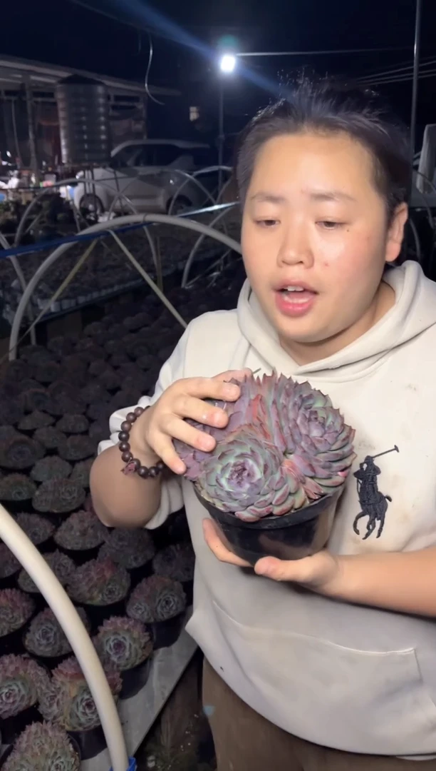 【闪购商品】6-23三头起蓝色妖姬18.99